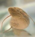 The African lungfish (<i>Protopterus annectens</i>) displays primitive walking behavior in controlled studies.