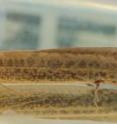 The African lungfish (<i>Protopterus annectens</i>) displays primitive walking behaviors in controlled conditions.