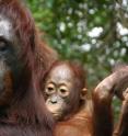 Endangered Indonesian orangutans survive
during times of extreme food scarcity and starvation.
