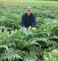 Researchers recommended best practices for irrigation and nitrogen management to help create a market for commercial artichoke operations in Texas.