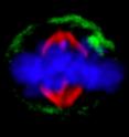 This shows a cell finishing division, with one of the linked daughter cells inheriting more of the stained green protein.