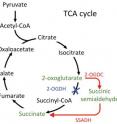 Research expected to help scientists to discover new ways of genetically engineering bacteria to manufacture biofuels overturns a generally accepted 44-year-old assumption about how certain kinds of bacteria make energy and synthesize cell materials. Researchers in the 1960s had concluded that cyanobacteria had an incomplete tricarboxylic acid (TCA) cycle. The TCA cycle includes a series of chemical reactions that are used for metabolism by most forms of life, including bacteria, molds, protozoa, and animals. With this new understaning of how cyanobacteria make energy, it might be possible to genetically engineer a cyanobacterial strain to synthesize 1,3-butanediol -- an organic compound that is the precursor for making not only biofuels but also plastics.