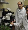 Assaf Mosquna (standing) is a postdoctoral researcher working with Sean Cutler (seated), an associate professor of plant cell biology in the Department of Botany and Plant Sciences at UC Riverside.