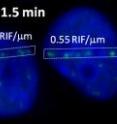 Time-lapse imaging of DNA damage response to radiation shows that 1.5 minutes after irradiation, the sizes and intensities of  radiation induced foci are comparable throughout the nucleus, but 30 minutes later RIF have clustered into larger and brighter regions called DNA repair centers.