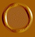 This shows AFM tapping amplitude signal of a diblock ring in the late stages of annealing. A Plateau-Rayleigh-like instability has developed and the ring is showing the formation of four distinct droplets. The scan area is approximately 54 × 54 &#956;m2.