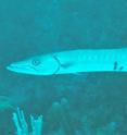 During a 14-year study by the Wildlife Conservation Society, conservationists found that fishing closures in a Glover’s Reef atoll resulted in an increase in predatory fish such as barracudas (pictured here) and groupers, but not the herbivorous fish (parrotfish and surgeonfish) that eat the kind of algae that smothers reefs.