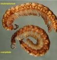 These are <I>Tasmaniosoma hickmanorum</I> and <I>Tasmaniosoma compitale</I>, preserved in alchohol. These are <I>Tasmaniosoma hickmanorum</I> and <I>Tasmaniosoma compitale</I>, preserved in alchohol.