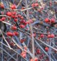 Oriental bittersweet was originally introduced for its bright orange berries, but it has become a serious pest in the Northeast.