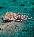 The mimic octopus is shown here mimicking a flatfish.