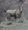 Known for their impressive corkscrew horns and their spectacular climbing ability, the markhor (a wild goat species) is now threatened by a pathogen that causes pneumonia in its host. A recent die-off of markhor in Tajikistan in 2010 reduced that country's population by an estimated 20 percent.