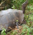 <I>G. Becky</I> tortoises are native to Isabela Island in the Galapagos chain and have more domed shape shell.