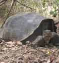 This tortoise is a hybrid of <i>G. Becky</i> and <i>C. elephantopus</i>, a species native to Floreana Island some 200 miles away and thought to be extinct. Genetic analysis of tortoise population on Isabela Island suggests purebred individuals of <i>C. elephantopus</i> must still be alive on Isabela.