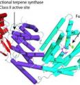 JBEI researchers determined the structure of the AgBIS enzyme  and found it to consist of three helical domains, the first three-domain structure ever found in a synthase of sesquiterpenes. This discovery holds importance for advanced biofuels and other applications.