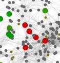 A zoom-in on a portion of a community-level metabolic network of the gut microbiome. Nodes represent enzymes and edges connect enzymes that catalyze successive metabolic steps. Enzymes that are associated with obesity appear as larger colored nodes (red=enriched, green=depleted). Nodes outlined in yellow represent topologically-derived network seeds.