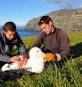 Researchers on Crozet fit a transmitter on a wandering albatross.
