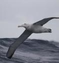 This is a wandering albatross in flight in rough sea.