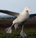 A wandering albatross lands to return to its nest after a foraging trip.