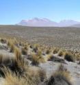 This is a dryland ecosystem in Peru that was sampled by researchers as part of the study.