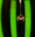 A fruit fly is tethered in a light-emitting diode, or LED, flight arena. The arena is one of the researchers' main tools for examining how a fruit fly responds to visual stimulus.