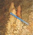 These stalagmites in Pacupuhuain Cave in the Andes of Peru are similar to ones sampled by Stephen Burns, Lisa Kanner and colleagues for their study of tropical rainfall cycles in the Southern hemisphere. Analysis of oxygen isotopes in such features provide a 34,000-year record of rainfall variation in the Amazon Basin.