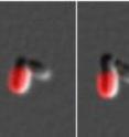 Outer membrane proteins of an <I>Agrobacterium tumefaciens</I> cell were labeled in red, with images taken every 50 minutes as the cell grew. In panels three and four it is clear that the cell on the left (red) has kept all the labeled proteins, whereas the other cell has all new surface proteins.