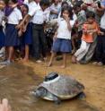 This shows the release of the Southern River terrapin at a ceremony on the Sre Ambel River in Cambodia attended by representatives of WCS, Cambodia’s Fisheries Administration’s Conservation Department, the Singapore Embassy, and local officials.  The turtle has been equipped with a satellite tag, which will allow WCS conservationists to track it.