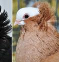 These two pigeon breeds -- the old Dutch capuchine, left, and komorner tumbler, right -- are not closely related, yet they both have feathery ornamentation on their heads known as a head crest. These pigeons illustrate the notion that birds of a feather don't always stick together, at least genetically, according to a new University of Utah study of the pigeon family tree.