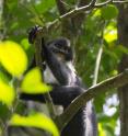 This is a Miller's Grizzled Langur.