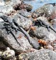 Marine iguanas, including these on Isla Fernandina, live in large aggregations on the rocky shores of the islands. Some harbor bacteria that are resistant to antibiotics commonly used in humans.