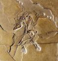Paleontologists have long thought that <i>Archaeopteryx</i> fossils, including this one discovered in Germany, placed the dinosaur at the base of the bird evolutionary tree.