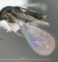 This image shows the wasp <i>Gonatocerus ater</i>.