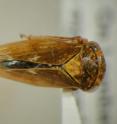 This image shows the leafhopper <i>Rhytidodus decimaquartus</i>.