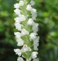 Flowers of a <i>Goodyera pubescens</i> (Downy Rattlesnake Plantain / Downy Rattlesnake Orchid). Smithsonian researchers recently revealed that an orchid’s fate hinges on two factors: A forest's age and its fungi.