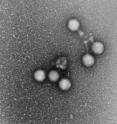 This virus that attacks the cyanobacteria, <I>Prochlorococcus</I> (seen here through a transmission electron micrograph), was isolatd from the Atlantic Ocean near Bermuda.