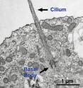 This image using an electron microscope shows a cilium growing from a neuron.