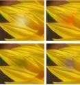 In subtle gaze direction, the modulation of the brightness (middle column) or warmth (third column) of a part of the image in the peripheral field of view is used to attract the viewer’s focus to that area. By moving the stimulus the viewer can be coaxed into scanning the image in a particular pattern. The stimulus is cut off before the viewer can focus on it and so the gaze direction remains subtle.