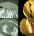 This image shows fabricating single crystal organic field-effect transistors using ultra-thin polymer membrane for a gate insulator. In the upper row, the membrane is stretched over the transistor before vacuum is applied. In the lower row, the vacuum has been applied and the membrane is adhering to the organic crystal. Photos on the right are close-up views of the transistor, with the organic semiconductor crystal in red. This image shows fabricating single crystal organic field-effect transistors using ultra-thin polymer membrane for a gate insulator. In the upper row, the membrane is stretched over the transistor before vacuum is applied. In the lower row, the vacuum has been applied and the membrane is adhering to the organic crystal. Photos on the right are close-up views of the transistor, with the organic semiconductor crystal in red.