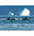 The increase in hunting territories available to killer whales in the Arctic due to climate change and melting sea ice could seriously affect the marine ecosystem balance.  New research published in BioMed Central's re-launched open-access journal <I>Aquatic Biosystems</I> has combined scientific observations with Canadian Inuit traditional knowledge to determine killer whale behavior and diet in the Arctic.