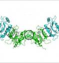 This image, created using X-ray crystallography, shows three positions of mutations in the four-protein complex called DNMT3A. The mutations are disruptions of DNMT3A and are circled in black. The mutations appear different from each other because the proteins are configured differently at each interface. In patients with acute myeloid leukemia, DNMT3A is mutated.