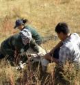 WCS biologist S. Bolortsetseg takes measurements of a Mongolian gazelle while D. Nyamsuren, a veterinarian from Dornod Aimag Veterinary Laboratory, collects blood samples. WCS field assistant Otgoo restrains the gazelle.