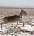 A radio/satellite-collared Mongolian gazelle is released.