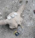 These are thirty-thousand-year-old permafrost bison bones from the Yukon region of Canada.