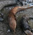 These are thirty-thousand-year-old permafrost bison bones from the Yukon region of Canada.