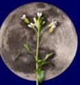 MSU researchers found a moonlighting enzyme in <I>Arabidopsis</I> that works double shifts 24/7.