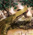 MU assistant professor Casey Holliday nicknamed <i>Aegisuchus witmeri</i> “Shieldcroc” because of its thick skinned shield.