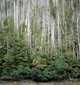 Yellow-cedar in West Chichagof-Yakobi Wilderness Area, a pristine area of coastal Alaska, faces intensive mortality.