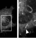 Comets form from pieces of glowing pieces of cell skeleton. Comets form from pieces of glowing pieces of cell skeleton.