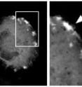 Ruffles form on cells to help them crawl. These ruffles were formed from glowing pieces of cell skeleton. Ruffles form on cells to help them crawl. These ruffles were formed from glowing pieces of cell skeleton.