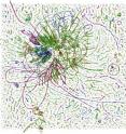 A graphical view of tens of millions of bases of DNA extracted from a marine microbial community found in Puget Sound reveals the entangled genomes of bacteria, archaea and viruses. University of Washington scientists extracted two million of these to map the genome of one particular marine microorganism that had defied investigation. A graphical view of tens of millions of bases of DNA extracted from a marine microbial community found in Puget Sound reveals the entangled genomes of bacteria, archaea and viruses. University of Washington scientists extracted two million of these to map the genome of one particular marine microorganism that had defied investigation.