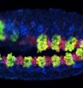 This is a fruit fly embryo showing the cells that will become gut (green/yellow) and heart (red) muscle. This is a fruit fly embryo showing the cells that will become gut (green/yellow) and heart (red) muscle.